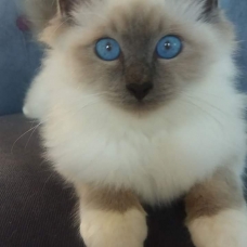 Image pour l'annonce Saillie de Birmanie LOOF