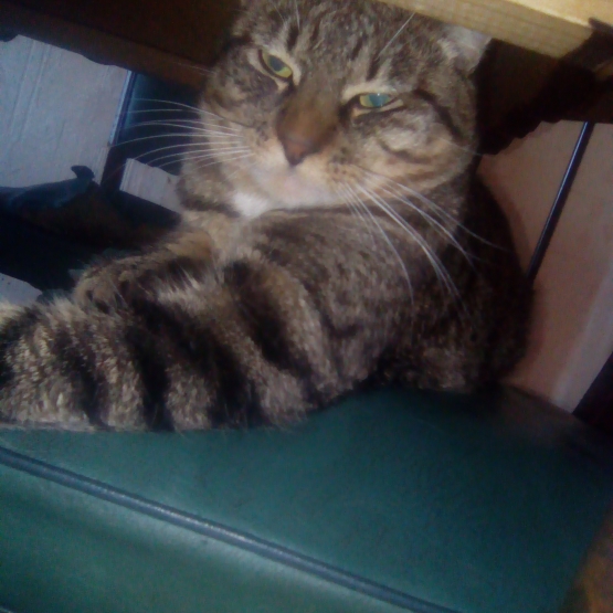 Image pour l'annonce don de chat