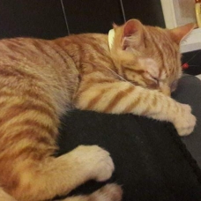 Image pour l'annonce Donne chat roux