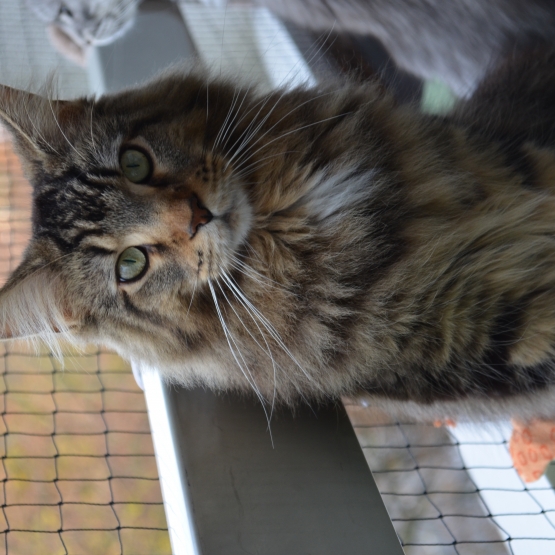 Image pour l'annonce SAILLIE MAINE COON - RECHERCHE MALE BROWN -