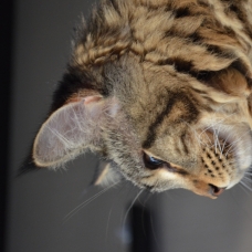 Image pour l'annonce SAILLIE MAINE COON - RECHERCHE MALE BROWN -