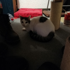 Image pour l'annonce Chatte stérilisée
