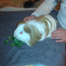 Image pour l'annonce COCHON D INDE