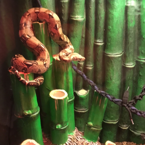 Image pour l'annonce Boa constrictor +terrarium