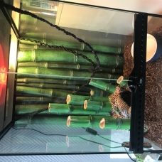 Image pour l'annonce Boa constrictor +terrarium