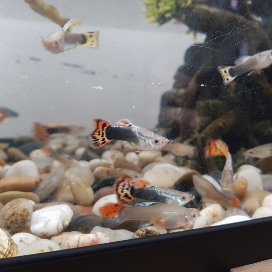 Image pour l'annonce Vends guppy