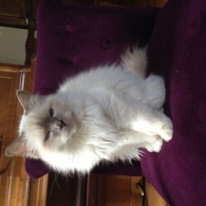 Image pour l'annonce offre de saillie birman contre chatons