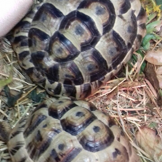 Image pour l'annonce vends 1 couple de tortues Grecques