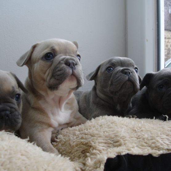 Image pour l'annonce Chiots Bouledogue Français bleu