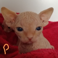 Image pour l'annonce Vends sphinx