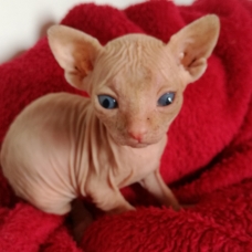 Image pour l'annonce Vends sphinx