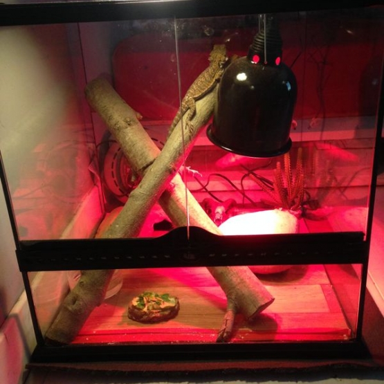 Image pour l'annonce Pogona vitticeps juvénile et son terrarium