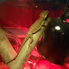 Image pour l'annonce Pogona vitticeps juvénile et son terrarium