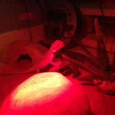 Image pour l'annonce Pogona vitticeps juvénile et son terrarium