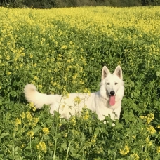 Image pour l'annonce Berger blanc suisse 18 mois