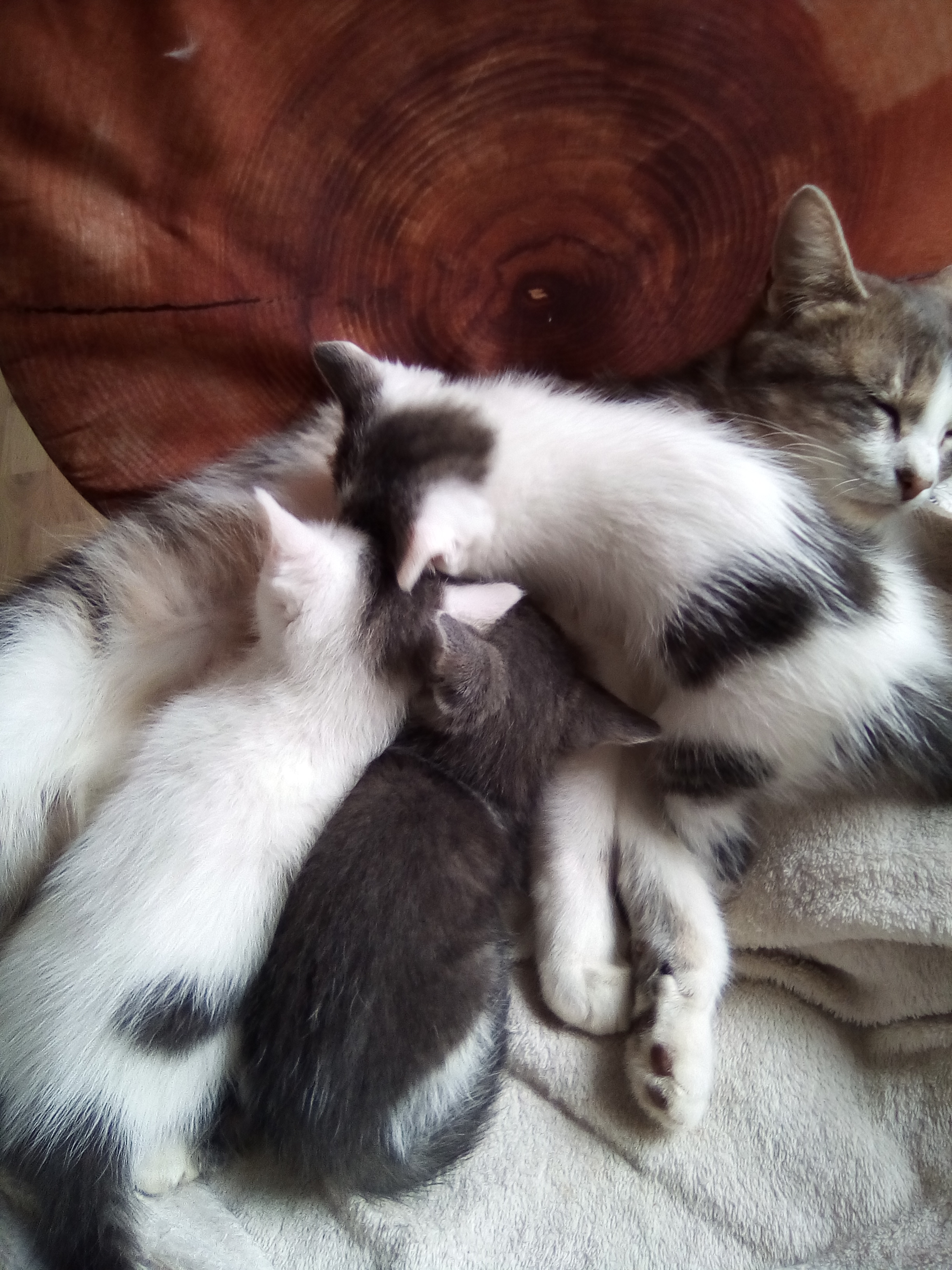 À réserver chatons (fem) Morbihan (56) - GRATUIT sur Animoz.net