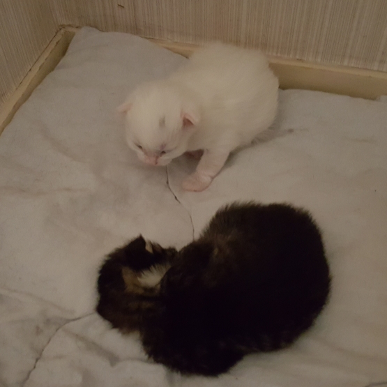 Image pour l'annonce Don de chatons