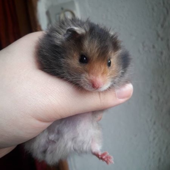 Image pour l'annonce Vends hamster angora mâles