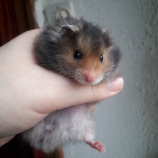 Image pour l'annonce Vends hamster angora mâles