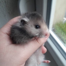 Image pour l'annonce Vends hamster angora mâles