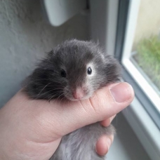 Image pour l'annonce Vends hamster angora mâles