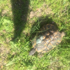 Image pour l'annonce Donne tortue