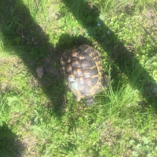 Image pour l'annonce Donne tortue