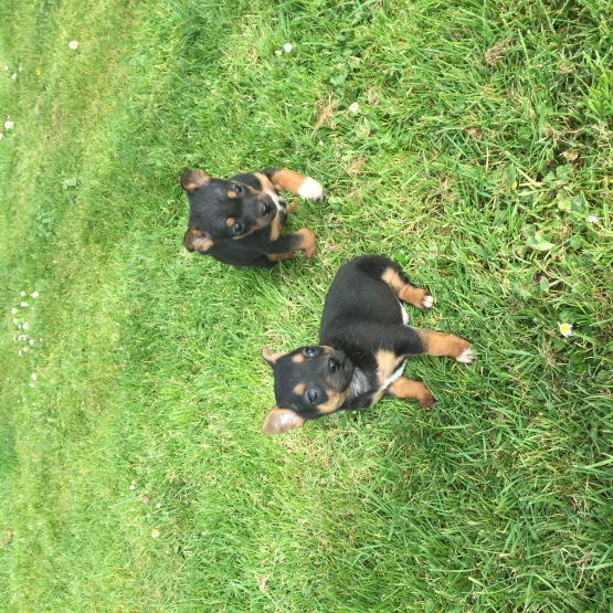 Image pour l'annonce Chiots type ratier