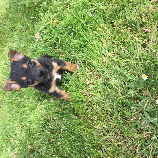 Image pour l'annonce Chiots type ratier