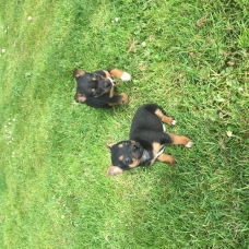 Image pour l'annonce Chiots type ratier
