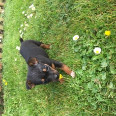 Image pour l'annonce Chiots type ratier