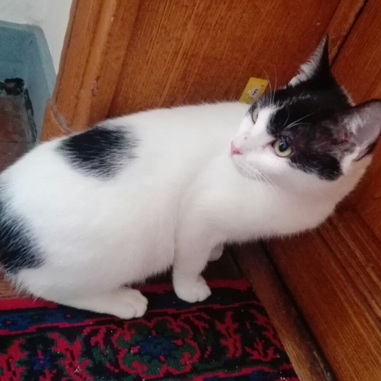 Image pour l'annonce A adopter Timmy gentil chaton noir et blanc de 6 mois