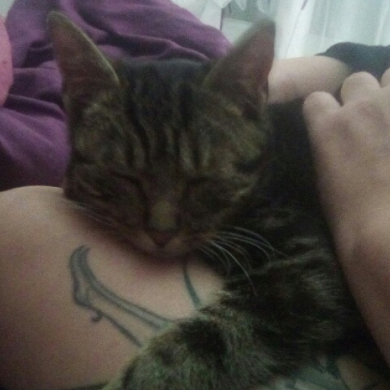 Image pour l'annonce Dundee craquante jeune chatte tigrée de 8 mois à adopter