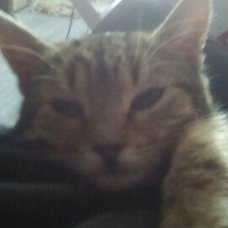 Image pour l'annonce Dundee craquante jeune chatte tigrée de 8 mois à adopter