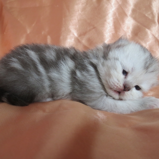 Image pour l'annonce Chatons persan mâles