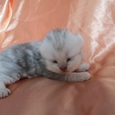 Image pour l'annonce Chatons persan mâles