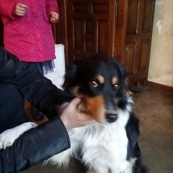 Image pour l'annonce donne bordere collie sociable et bon garde