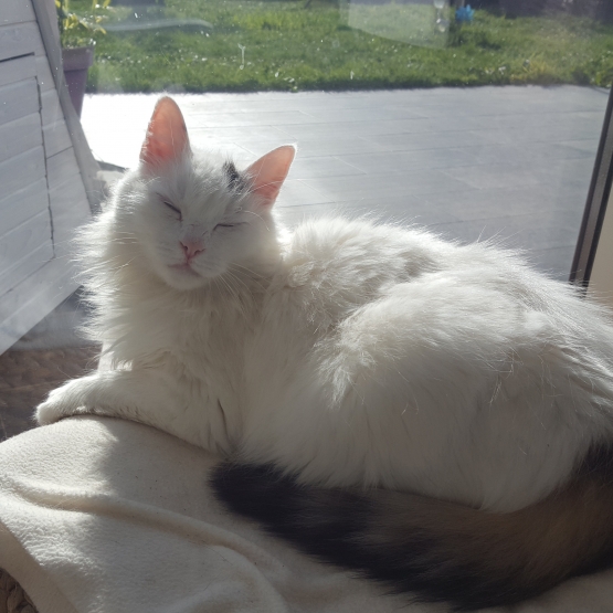 Image pour l'annonce Donne chat blanc angora