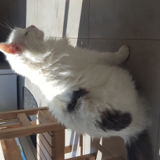Image pour l'annonce Donne chat blanc angora
