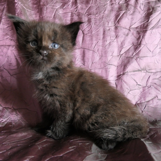 Image pour l'annonce Chatons Maine coon de diverses couleurs