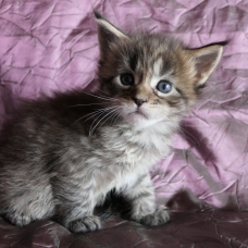 Image pour l'annonce Chatons Maine coon de diverses couleurs