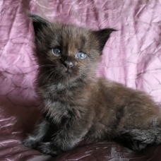 Image pour l'annonce Chatons Maine coon de diverses couleurs