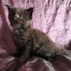 Image pour l'annonce Chatons Maine coon de diverses couleurs