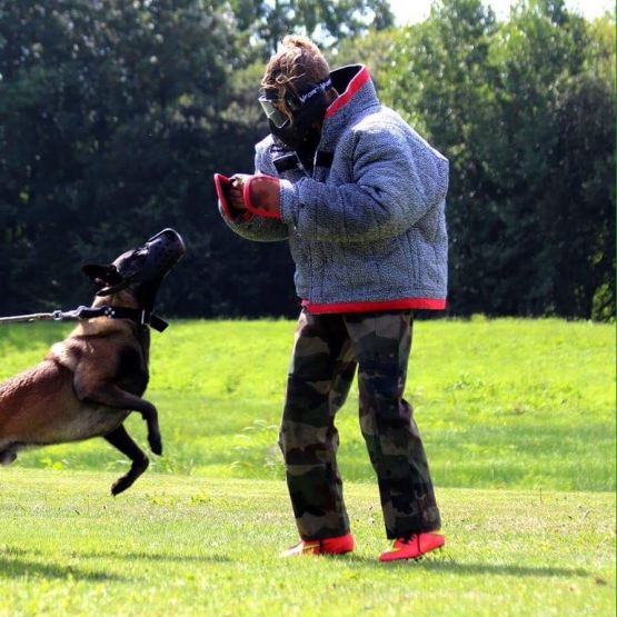 Image pour l'annonce Berger Belge Malinois pour saillie