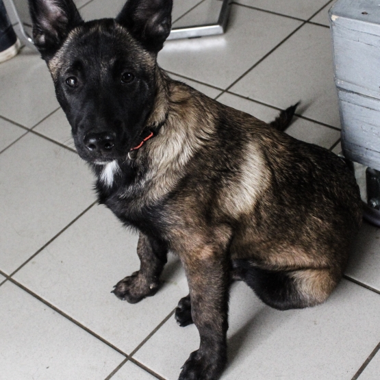 Image pour l'annonce Berger Belge Malinois pour saillie
