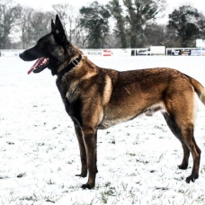 Image pour l'annonce Berger Belge Malinois pour saillie
