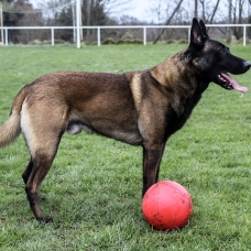 Image pour l'annonce Berger Belge Malinois pour saillie