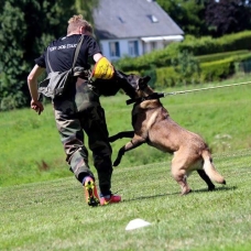 Image pour l'annonce Berger Belge Malinois pour saillie