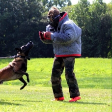 Image pour l'annonce Berger Belge Malinois pour saillie