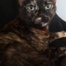 Image pour l'annonce A donner chat